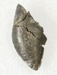 Allosaurus Tooth Tip - Skull Creek Quarry #19358-1